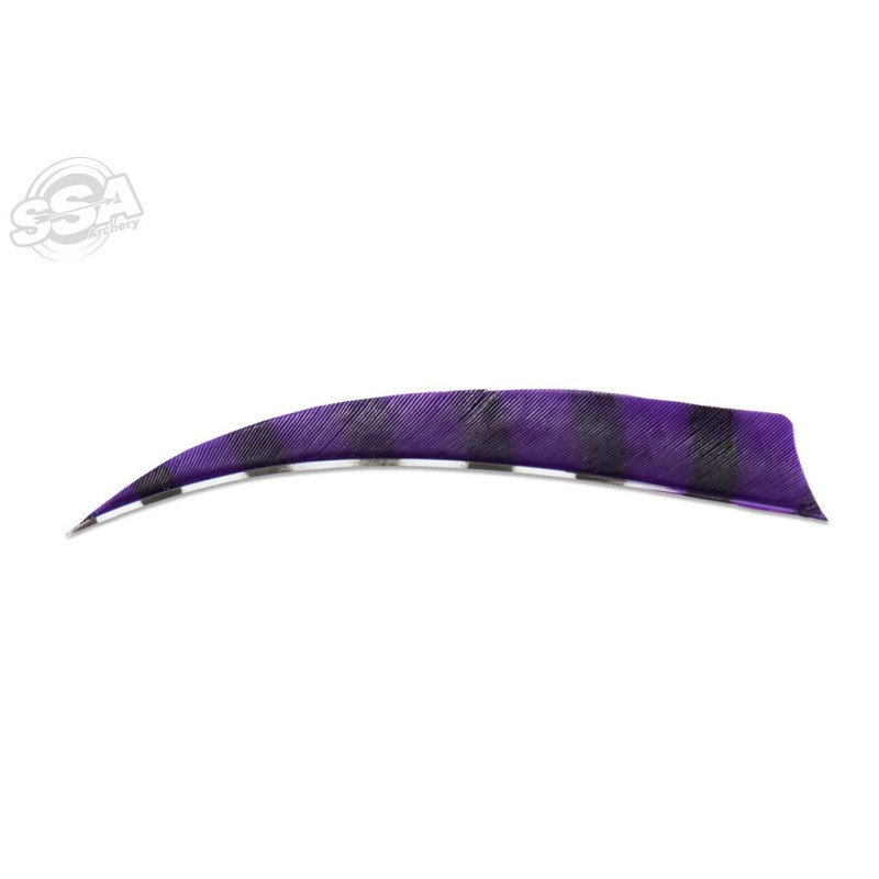 BUCKTRAIL FEATHERS SHIELD 5" LW BARRED PURPLE 100/PK